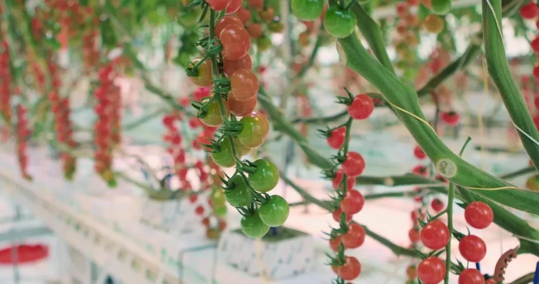 矽递Seeed合作伙伴AiCU在第二届国际智慧温室种植挑战赛中获得第二名