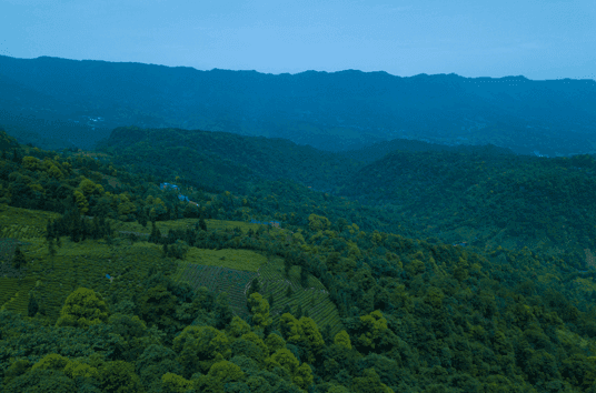 The high-mountain tea plantation where IoT sensors are deployed