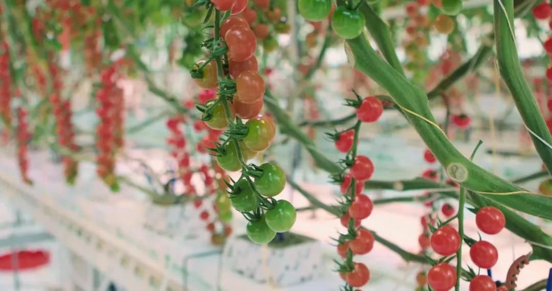 矽递Seeed合作伙伴AiCU在第二届国际智慧温室种植挑战赛中获得第二名